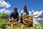 Sept. 6, 2018 -- Photo shows potatoes are harvested by farmers of Chima Domqin Modern Agriculture Development Professional Cooperatives of Dongkar Township in Shigatse, southwest China`s Tibet on September 4, 2018.With support from the eighth batch of Aid-Tibet cadres of Qingdao City, east China`s Shandong Province, the Dongkar Township set up a professional cooperative that includes 1,048 people from 280 households and registered `Dongkar Potato` trademark to promote organic potato cultivation, helping people get rid of poverty. [Photo/Xinhua] 
