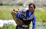 Sept. 6, 2018 -- Photo shows potatoes are harvested by farmers of Chima Domqin Modern Agriculture Development Professional Cooperatives of Dongkar Township in Shigatse, southwest China`s Tibet on September 4, 2018.With support from the eighth batch of Aid-Tibet cadres of Qingdao City, east China`s Shandong Province, the Dongkar Township set up a professional cooperative that includes 1,048 people from 280 households and registered `Dongkar Potato` trademark to promote organic potato cultivation, helping people get rid of poverty. [Photo/Xinhua]