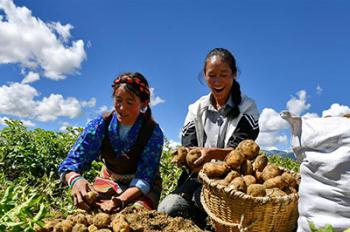 Potato harvested in Shigatse, southwest China’s Tibet