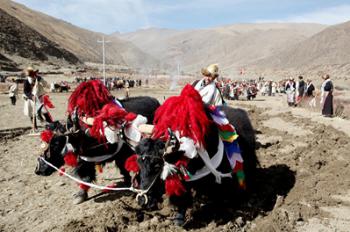 Tibetan photographer: Tsering Norbu