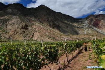 Farmers grow grapes to increase income in China's Tibet