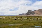 Sept. 19, 2018 -- Photo taken on Sept. 17, 2018 shows grazing sheep herds in Jaggang Village of Rutog County, Ali Prefecture, southwest China`s Tibet Autonomous Region. Located at 4,400 meters above sea level, the plateau village is a model unit in Ali Prefecture`s border-area poverty relief campaign. While still under construction, the village has managed to provide its current residents with access to water, electricity and network. Jaggang Village is also developing a collective economy which stresses building material manufacturing, border trade, plant nursery and local husbandry, so that the residents are prepared with working skills in addition to government subsidies. (Xinhua/Liu Dongjun)