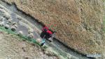 Sept. 20, 2018 -- Aerial photo shows farmers reaping highland barley in Lhaze County of Xigaze, southwest China`s Tibet Autonomous Region, Sept. 13, 2018. The highland barley in Tibet is entering harvest season. (Xinhua/Purbu Zhaxi)