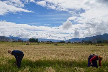 Highland barley in Tibet enters harvest season