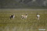 Sept. 21, 2018 -- Photo taken on Sept. 8, 2018 shows Tibetan gazelles, a species under second-class national protection, in Ali Prefecture, southwest China`s Tibet Autonomous Region. Ali Prefecture, with an average altitude of above 4,500 meters and an area of more than 300,000 square kilometers, is located in the western part of the Tibetan region. The Changtang National Natural Reserve here is the habitat of a variety of wild animals. (Xinhua/Purbu Zhaxi)