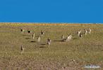 Sept. 21, 2018 -- Photo taken on Sept. 19, 2018 shows Tibetan gazelles, a species under second-class national protection, in Ali Prefecture, southwest China`s Tibet Autonomous Region. Ali Prefecture, with an average altitude of above 4,500 meters and an area of more than 300,000 square kilometers, is located in the western part of the Tibetan region. The Changtang National Natural Reserve here is the habitat of a variety of wild animals. (Xinhua/Dainzin Nyima Choktrul)