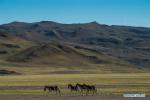 Sept. 21, 2018 -- Photo taken on Sept. 19, 2018 shows Tibetan wild donkeys, a species under first-class national protection, in Ali Prefecture, southwest China`s Tibet Autonomous Region. Ali Prefecture, with an average altitude of above 4,500 meters and an area of more than 300,000 square kilometers, is located in the western part of the Tibetan region. The Changtang National Natural Reserve here is the habitat of a variety of wild animals. (Xinhua/Dainzin Nyima Choktrul)
