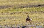 Sept. 21, 2018 -- Photo taken on Sept. 19, 2018 shows a Tibetan gazelle, a species under second-class national protection, in Ali Prefecture, southwest China`s Tibet Autonomous Region. Ali Prefecture, with an average altitude of above 4,500 meters and an area of more than 300,000 square kilometers, is located in the western part of the Tibetan region. The Changtang National Natural Reserve here is the habitat of a variety of wild animals. (Xinhua/Dainzin Nyima Choktrul)