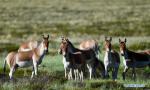 Sept. 21, 2018 -- Photo taken on Sept. 8, 2018 shows Tibetan wild donkeys, a species under first-class national protection, in Ali Prefecture, southwest China`s Tibet Autonomous Region. Ali Prefecture, with an average altitude of above 4,500 meters and an area of more than 300,000 square kilometers, is located in the western part of the Tibetan region. The Changtang National Natural Reserve here is the habitat of a variety of wild animals. (Xinhua/Purbu Zhaxi)
