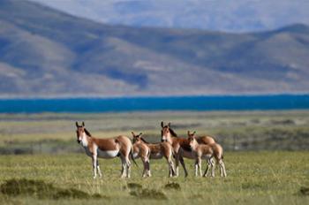 In pics: wild animals in Changtang National Natural Reserve, China’s Tibet