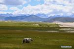 Sept. 29, 2018 -- Photo taken on Sept. 12, 2018 shows a yak on a grassland near the source of the Yarlung Zangbo River in Zhongba County of Xigaze, southwest China`s Tibet Autonomous Region. A series of protection measures against desertification at the source of the Tibetan region`s mother river, the Yarlung Zangbo River, were taken by the local government in recent years. The environment there has been greatly improved after years of efforts. (Xinhua/Purbu Zhaxi)