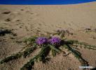 Sept. 29, 2018 -- Photo taken on Sept. 8, 2018 shows flowers growing on fixed sand dunes near the source of the Yarlung Zangbo River in Zhongba County of Xigaze, southwest China`s Tibet Autonomous Region. A series of protection measures against desertification at the source of the Tibetan region`s mother river, the Yarlung Zangbo River, were taken by the local government in recent years. The environment there has been greatly improved after years of efforts. (Xinhua/Purbu Zhaxi)
