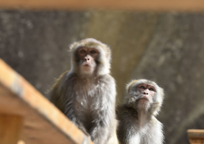 Tibetan macaques