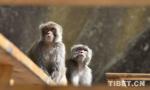 ​Sept. 30, 2018 -- Photo shows Tibetan macaques in the Dargo Scenic Area.