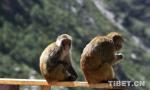 ​Sept. 30, 2018 -- Photo shows Tibetan macaques in the Dargo Scenic Area.