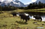 Oct. 8, 2018 -- Photo taken on Sept. 29, 2018 shows yaks on the bank of a lake in Lebugou of Cona County in Shannan, southwest China`s Tibet Autonomous Region. Lebugou is one of the major habitations for people of Monba ethnic group. (Xinhua/Chogo)