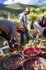 Oct. 8, 2018 -- Villagers harvest red potatoes in Gonggar County of Shannan Prefecture, southwest China`s Tibet Autonomous Region, Oct. 4, 2018. (Xinhua/Purbu Zhaxi)