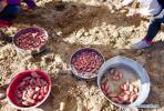 Oct. 8, 2018 -- Villagers harvest red potatoes in Gonggar County of Shannan Prefecture, southwest China`s Tibet Autonomous Region, Oct. 4, 2018. (Xinhua/Purbu Zhaxi)