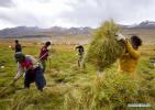 Oct. 8, 2018 -- Farmers mow forage grass on a pasture in Damxung County, southwest China`s Tibet Autonomous Region, Oct. 2, 2018. (Xinhua/Purbu Zhaxi)