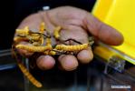 Oct. 11, 2018 -- An exhibitor promotes caterpillar fungi at Lhasa`s first cordyceps sinensis trade fair in Lhasa, capital of southwest China`s Tibet Autonomous Region, Oct. 4, 2018. [Photo/Xinhua]