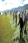 Oct. 15, 2018 -- Photo shows the masses harvesting herbage in Nakartse County,Shannan City, southwest China`s Tibet Autonomous Region. [China Tibet News/ Losang]