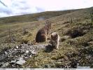 Oct. 15, 2018 -- Photo taken on Sept. 19, 2018 by an infrared camera shows a Chinese mountain cat with its kitten in Sanjiangyuan area, northwest China`s Qinghai Province. The Chinese mountain cat is a wild felid endemic to China that is under second-class national protection. (Xinhua)