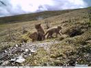 Oct. 15, 2018 -- Photo taken on Sept. 19, 2018 by an infrared camera shows a Chinese mountain cat with its two kittens in Sanjiangyuan area, northwest China`s Qinghai Province. The Chinese mountain cat is a wild felid endemic to China that is under second-class national protection. (Xinhua)