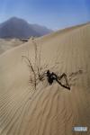 Oct. 25, 2018 -- Photo taken on Oct. 17, 2018 shows the scenery of the national desert park under construction in Zhanang County of Shannan, southwest China`s Tibet Autonomous Region. The first phase construction of the Zhanang national desert park is scheduled to be completed in July 2019. (Xinhua/Purbu Zhaxi)
