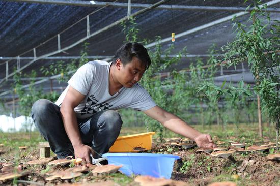 A worker takes care of seedlings at entrepreneur Nyima