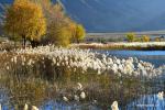 Nov. 5, 2018 -- Photo taken on Nov. 4, 2018 shows reed flowers in a wetland in Qushui County of Lhasa, southwest China`s Tibet Autonomous Region. (Xinhua/Wang Quanquan)