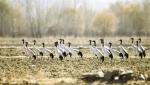 Photo shows the black-necked cranes in Dongsa Village, Chushur County of Lhasa City. [China Tibet News/ Zhao Yongqi]
