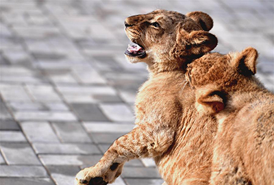 African lion cubs survive extreme environment of Qinghai-Tibet Plateau