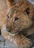 Nov. 28, 2018 -- An African lion cub is seen at the Qinghai-Tibet Plateau Wild Zoo in Xining, capital of northwest China`s Qinghai Province, Nov. 27, 2018. Three six-month-old African lions have survived the extreme environment of the Qinghai-Tibet Plateau, a new record for those breeding the species on the plateau. The three female cubs born on May 9 are now able to hunt for food by themselves. (Xinhua/Zhang Hongxiang)