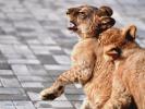 Nov. 28, 2018 -- African lion cubs play at the Qinghai-Tibet Plateau Wild Zoo in Xining, capital of northwest China`s Qinghai Province, Nov. 27, 2018. Three six-month-old African lions have survived the extreme environment of the Qinghai-Tibet Plateau, a new record for those breeding the species on the plateau. The three female cubs born on May 9 are now able to hunt for food by themselves. (Xinhua/Zhang Long)