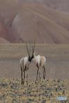 Dec. 17, 2018 -- Two Tibetan antelopes are seen in the wilderness of Qiangtang National Nature Reserve, southwest China`s Tibet Autonomous Region, Dec. 14, 2018. Habitat status of the reserve`s wild animals saw substantial improvement after adequate environmental protection measures were taken. (Xinhua/Zhang Rufeng)