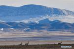 Dec. 17, 2018 -- Tibetan antelopes are seen in the wilderness of Qiangtang National Nature Reserve, southwest China`s Tibet Autonomous Region, Dec. 14, 2018. Habitat status of the reserve`s wild animals saw substantial improvement after adequate environmental protection measures were taken. (Xinhua/Zhang Rufeng)