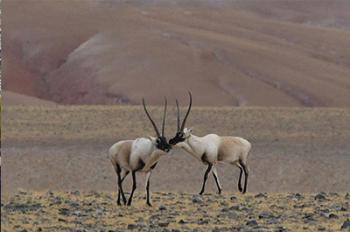 Tibetan antelopes seen in Qiangtang National Nature Reserve