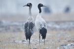 Dec. 21, 2018 -- Photo taken on Dec. 18, 2018 shows black-necked cranes in Linzhou County of Lhasa, capital of southwest China`s Tibet Autonomous Region. Thousands of black-necked cranes have arrived here to spend the winter time. (Xinhua/Purbu Zhaxi)
