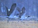 Dec. 21, 2018 -- Photo taken on Dec. 18, 2018 shows black-necked cranes in Linzhou County of Lhasa, capital of southwest China`s Tibet Autonomous Region. Thousands of black-necked cranes have arrived here to spend the winter time. (Xinhua/Purbu Zhaxi)