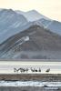 Jan. 3, 2019 -- Black-necked cranes rest at a reservoir in Lhunzhub County, Lhasa, southwest China`s Tibet Autonomous Region, Jan. 1, 2019. Because of fine environment and abundant food, Lhunzhub County and Dagze District have become ideal habitats for black-necked cranes in winter. (Xinhua/Zhang Rufeng)