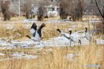 Jan. 3, 2019 -- Black-necked cranes are seen in fields of Dagze District, Lhasa, southwest China`s Tibet Autonomous Region, Jan. 1, 2019. Because of fine environment and abundant food, Lhunzhub County and Dagze District have become ideal habitats for black-necked cranes in winter. (Xinhua/Zhang Rufeng)