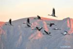 Jan. 3, 2019 -- Black-necked cranes fly over the natural reserve for black-necked crane in Lhunzhub County, Lhasa, southwest China`s Tibet Autonomous Region, Jan. 1, 2019. Because of fine environment and abundant food, Lhunzhub County and Dagze District have become ideal habitats for black-necked cranes in winter. (Xinhua/Zhang Rufeng)