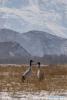 Jan. 3, 2019 -- Black-necked cranes are seen at the foot of a snow mountain in Dagze District, Lhasa, southwest China`s Tibet Autonomous Region, Jan. 1, 2019. Because of fine environment and abundant food, Lhunzhub County and Dagze District have become ideal habitats for black-necked cranes in winter. (Xinhua/Sun Fei)