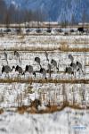 Jan. 3, 2019 -- Black-necked cranes search for food in fields of Dagze District, Lhasa, southwest China`s Tibet Autonomous Region, Jan. 1, 2019. Because of fine environment and abundant food, Lhunzhub County and Dagze District have become ideal habitats for black-necked cranes in winter. (Xinhua/Zhang Rufeng)