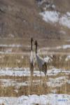 Jan. 3, 2019 -- Black-necked cranes are seen in fields in Dagze District, Lhasa, southwest China`s Tibet Autonomous Region, Jan. 1, 2019. Because of fine environment and abundant food, Lhunzhub County and Dagze District have become ideal habitats for black-necked cranes in winter. (Xinhua/Sun Fei)