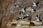 Jan. 3, 2019 -- Black-necked cranes fly over fileds of Dagze District, Lhasa, southwest China`s Tibet Autonomous Region, Jan. 1, 2019. Because of fine environment and abundant food, Lhunzhub County and Dagze District have become ideal habitats for black-necked cranes in winter. (Xinhua/Zhang Rufeng)