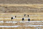 Jan. 3, 2019 -- Black-necked cranes rest in fields in Dagze District, Lhasa, southwest China`s Tibet Autonomous Region, Jan. 1, 2019. Because of fine environment and abundant food, Lhunzhub County and Dagze District have become ideal habitats for black-necked cranes in winter. (Xinhua/Zhang Rufeng)