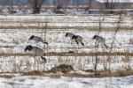 Jan. 3, 2019 -- Black-necked cranes search for food in fields in Dagze District, Lhasa, southwest China`s Tibet Autonomous Region, Jan. 1, 2019. Because of fine environment and abundant food, Lhunzhub County and Dagze District have become ideal habitats for black-necked cranes in winter. (Xinhua/Sun Fei)