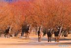 Jan. 7, 2019 -- Photo taken on Jan. 6, 2018 shows red deers in a forest of the nature reserve in Shannan City of southwest China`s Tibet Autonomous Region. Amazing shots of Tibet in 2018 are seen through lenses of Xinhua photographers. (Xinhua/Zhang Rufeng)