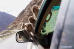 Jan. 7, 2019 -- Wild monkeys cling to a car along the Provincial Highway No. 306 at Gyaca County, southwest China`s Tibet Autonomous Region, April 23, 2018. Amazing shots of Tibet in 2018 are seen through lenses of Xinhua photographers. (Xinhua/Jigme Dorgi)